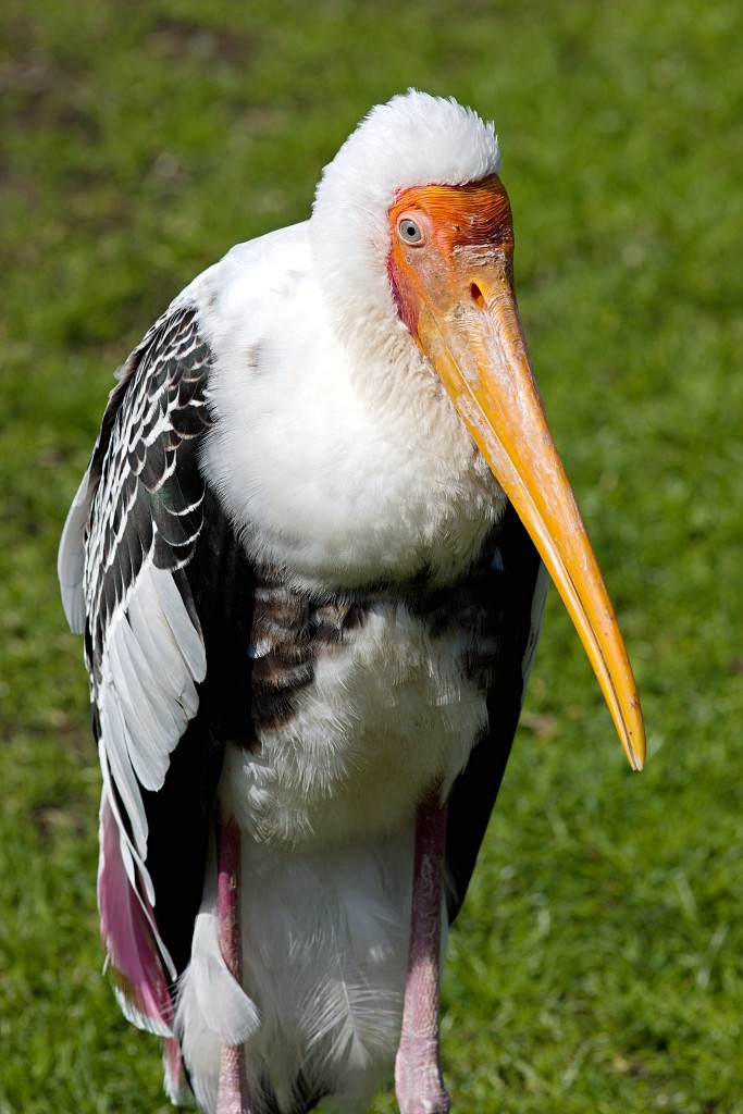 vogels vogel hdr fauna natuur aves zang vliegen vrij